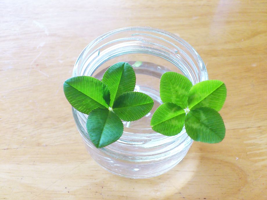 四つ葉のクローバー